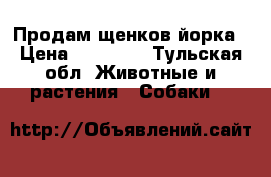 Продам щенков йорка › Цена ­ 10 500 - Тульская обл. Животные и растения » Собаки   